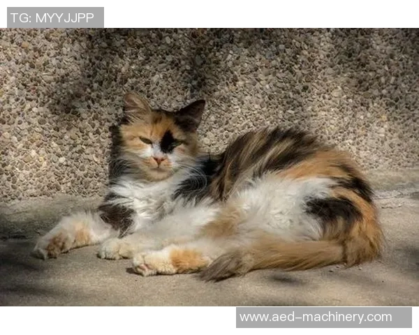 阿根廷与比利时激战正酣谁将赢得这场足球盛宴的胜利